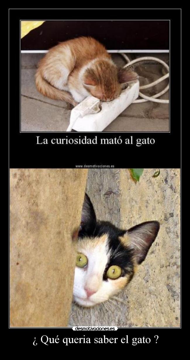 ¿ Qué queria saber el gato ? -