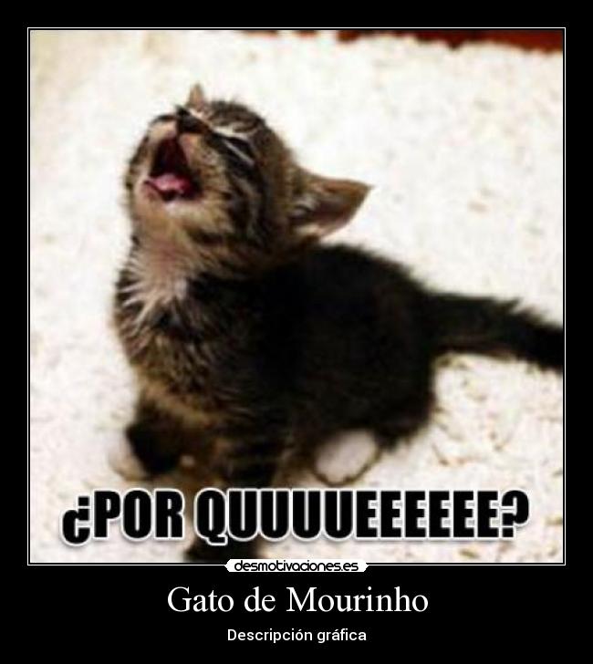 Gato de Mourinho - Descripción gráfica