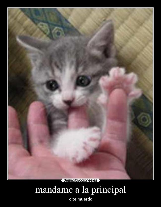 mandame a la principal - o te muerdo