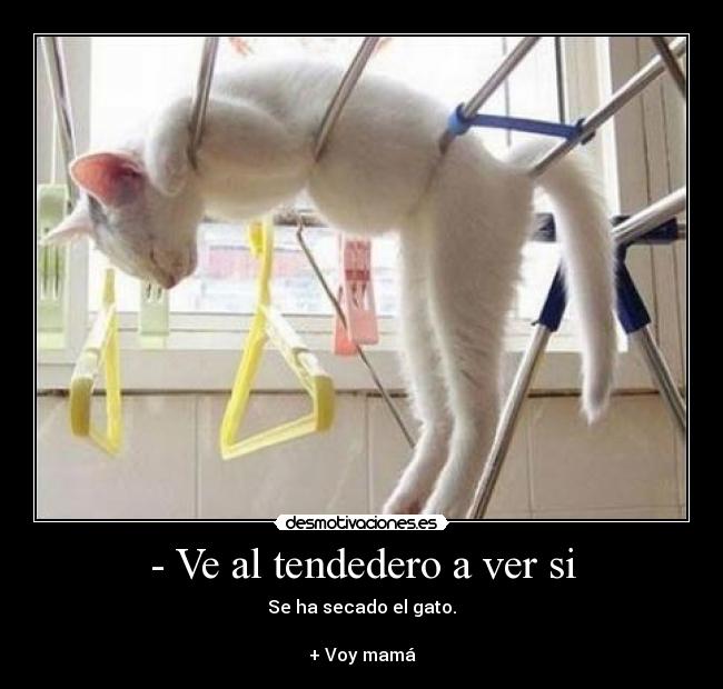 carteles gato desmotivaciones