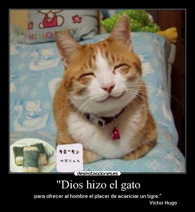 Dios hizo el gato -