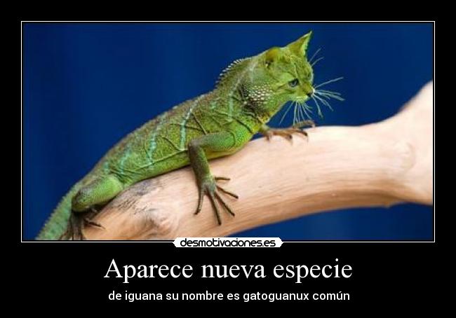 carteles iguana gato desmotivaciones