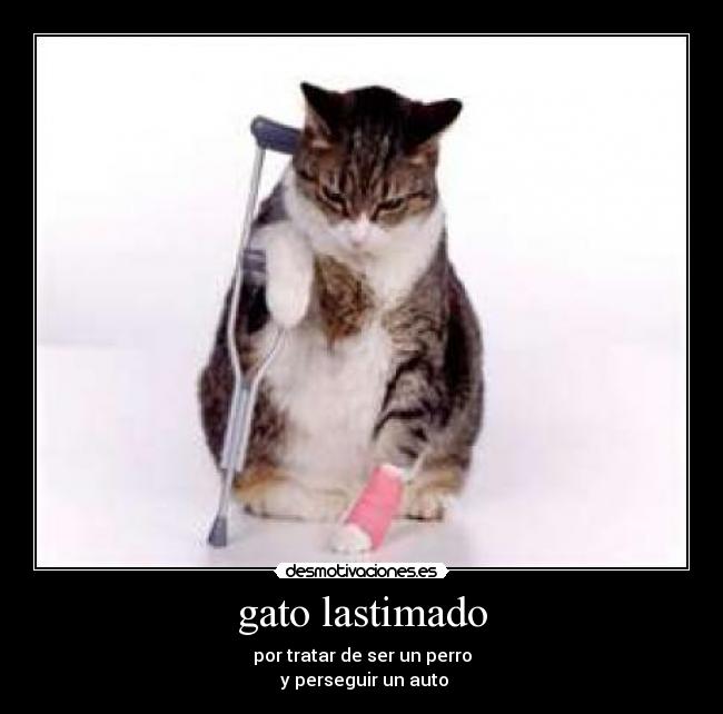carteles gatoslastimado desmotivaciones