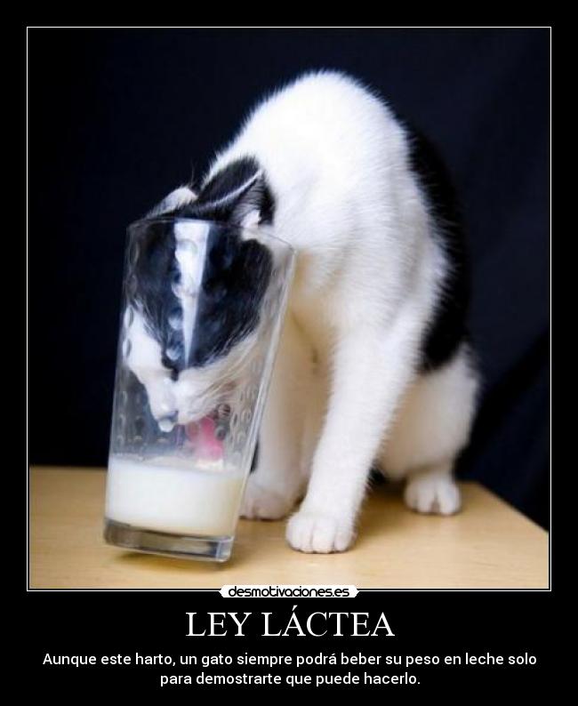 LEY LÁCTEA - Aunque este harto, un gato siempre podrá beber su peso en leche solo
para demostrarte que puede hacerlo.