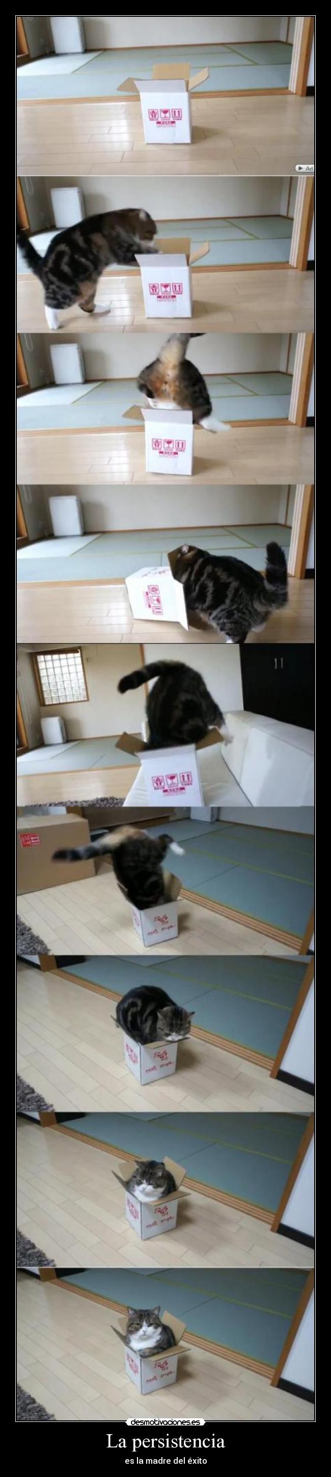carteles insiste persiste hasta lograr que quieres crislang gatosmaru ver video desmotivaciones
