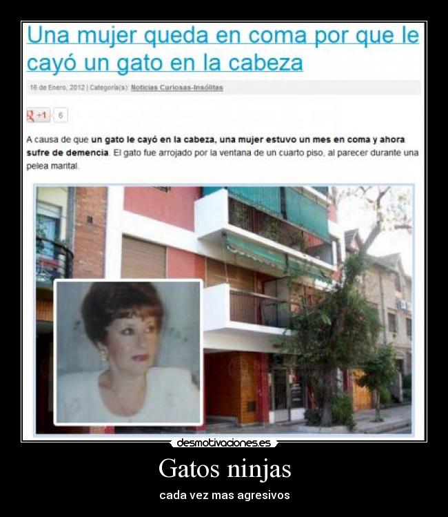 Gatos ninjas - cada vez mas agresivos