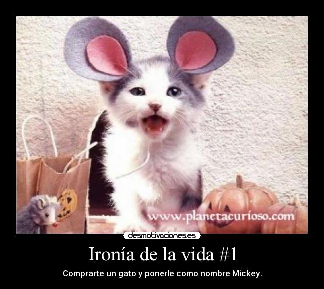 Ironía de la vida #1 - 