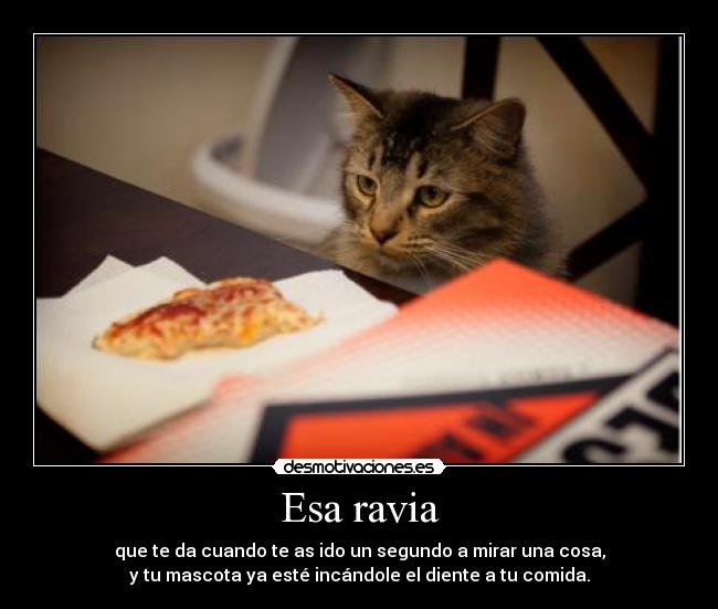 Esa ravia - que te da cuando te as ido un segundo a mirar una cosa,
y tu mascota ya esté incándole el diente a tu comida.