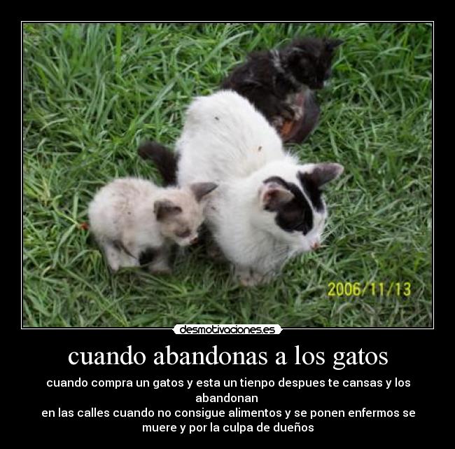 cuando abandonas a los gatos -