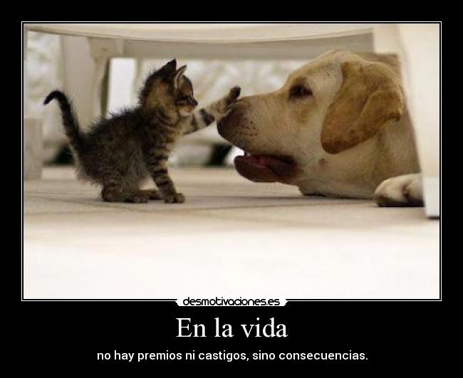 En la vida - no hay premios ni castigos, sino consecuencias.