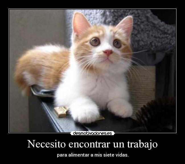 carteles trabajo necesito encontrar trabajo para alimentar mis siete vidas desmotivaciones