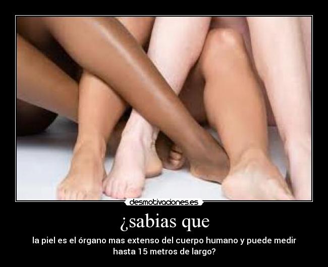 ¿sabias que - la piel es el órgano mas extenso del cuerpo humano y puede medir
hasta 15 metros de largo?