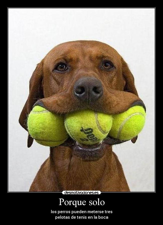 Porque solo - los perros pueden meterse tres
pelotas de tenis en la boca