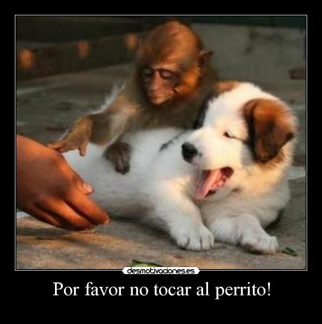 Por favor no tocar al perrito! -