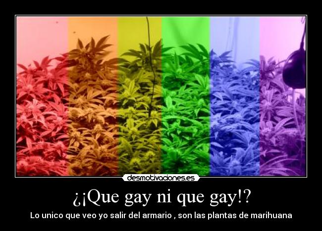 ¿¡Que gay ni que gay!? - 