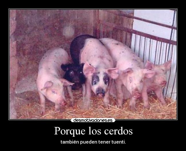 Porque los cerdos - 