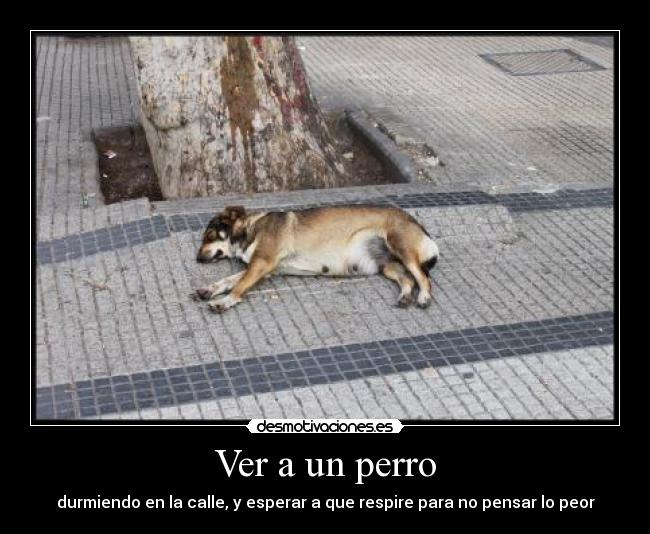 Ver a un perro -
