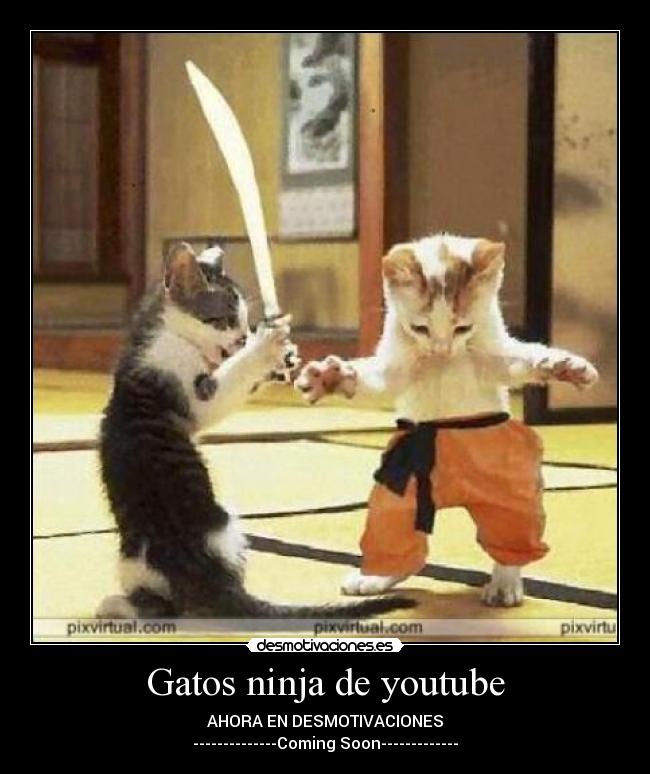 carteles gatos sin nada que gatos ninja desmotivaciones