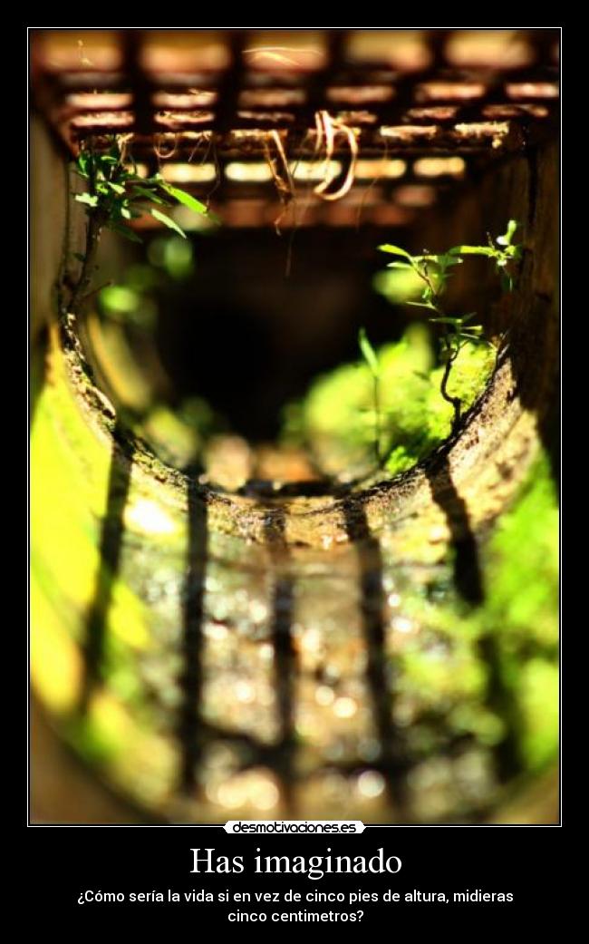 Has imaginado - ¿Cómo sería la vida si en vez de cinco pies de altura, midieras cinco centimetros?