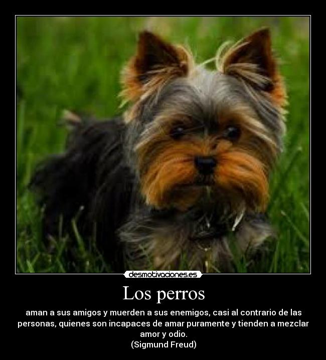 Los perros - aman a sus amigos y muerden a sus enemigos, casi al contrario de las
personas, quienes son incapaces de amar puramente y tienden a mezclar
amor y odio.
(Sigmund Freud)