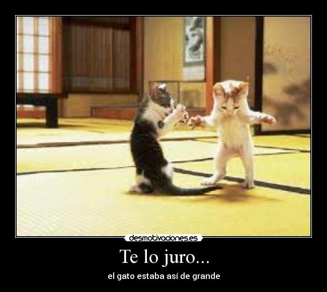 Te lo juro... - el gato estaba así de grande