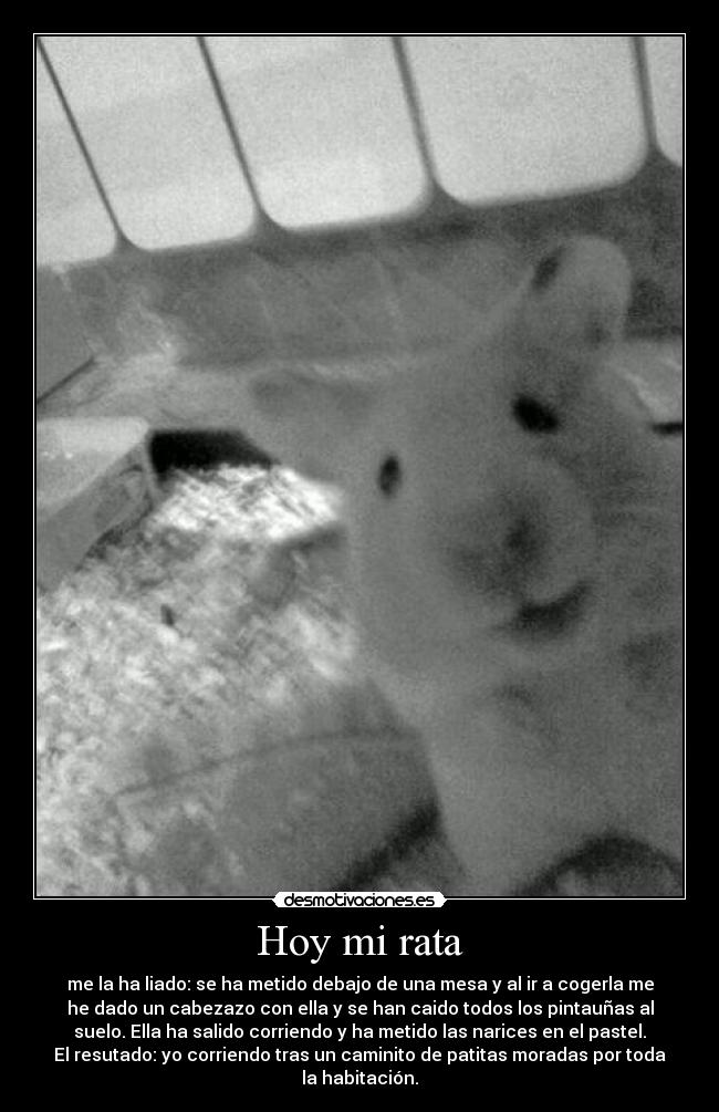 Hoy mi rata -
