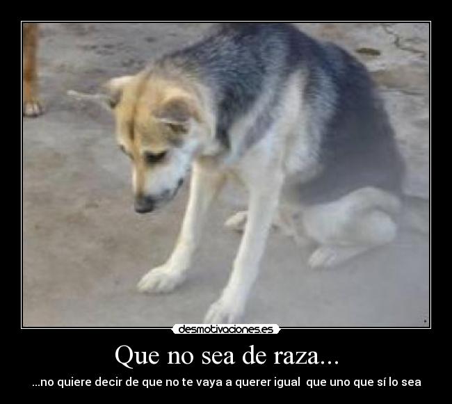 Que no sea de raza... - ...no quiere decir de que no te vaya a querer igual que uno que sí lo sea