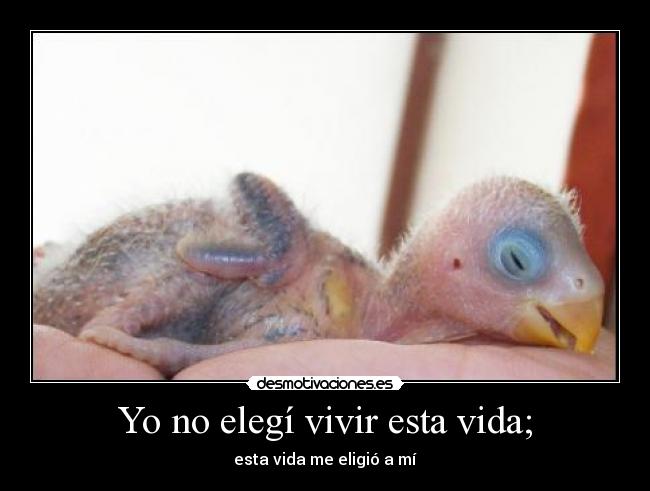 Yo no elegí vivir esta vida; - esta vida me eligió a mí