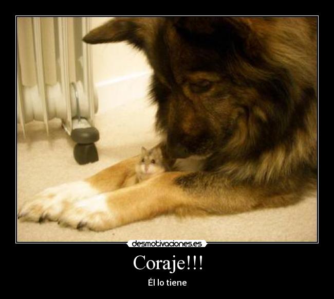 carteles raton desmotivaciones