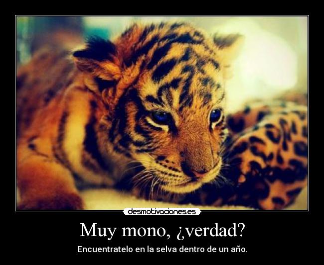 Muy mono, ¿verdad? -