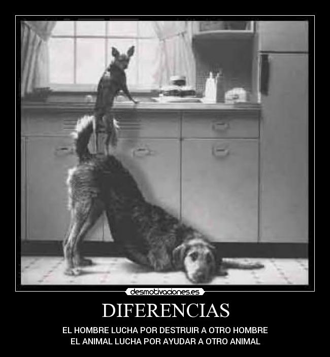 DIFERENCIAS - EL HOMBRE LUCHA POR DESTRUIR A OTRO HOMBRE
EL ANIMAL LUCHA POR AYUDAR A OTRO ANIMAL