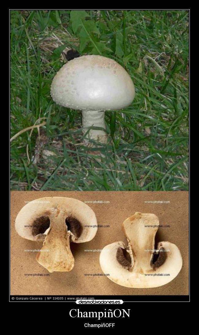 ChampiñON -