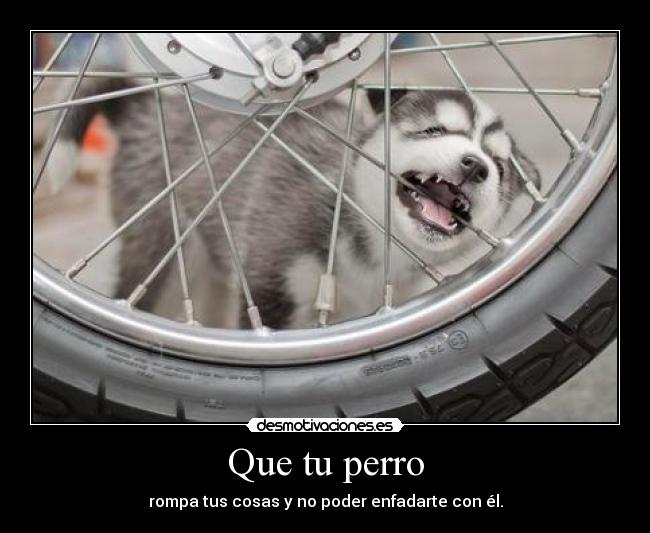 Que tu perro -
