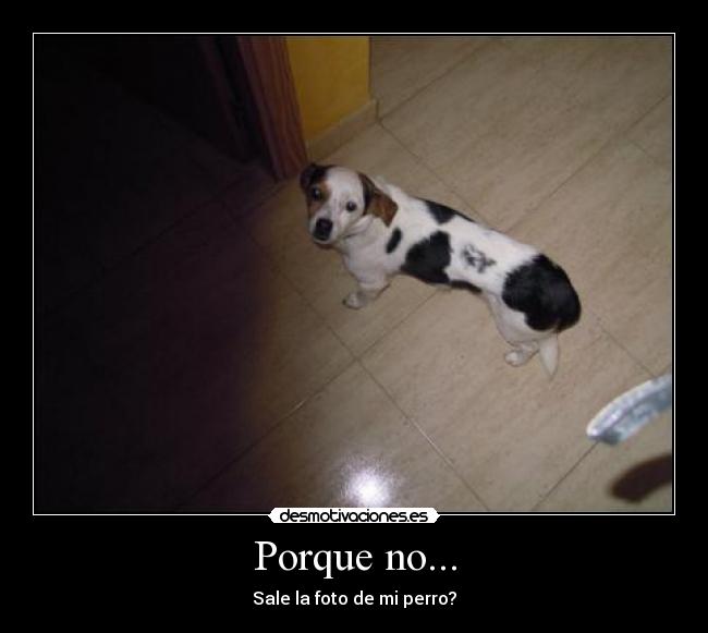 Porque no... - Sale la foto de mi perro?