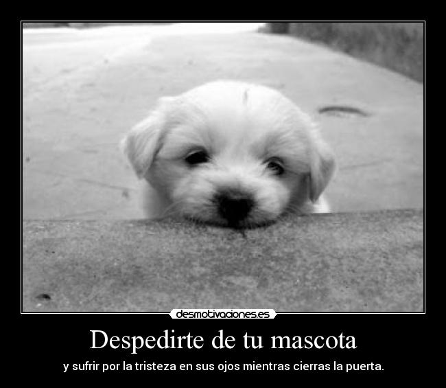 Despedirte de tu mascota - 