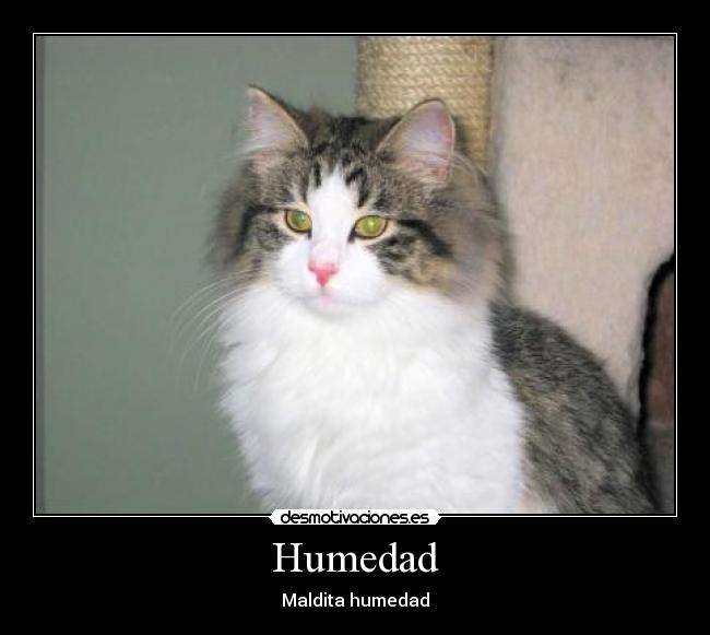 carteles nina desmotivaciones