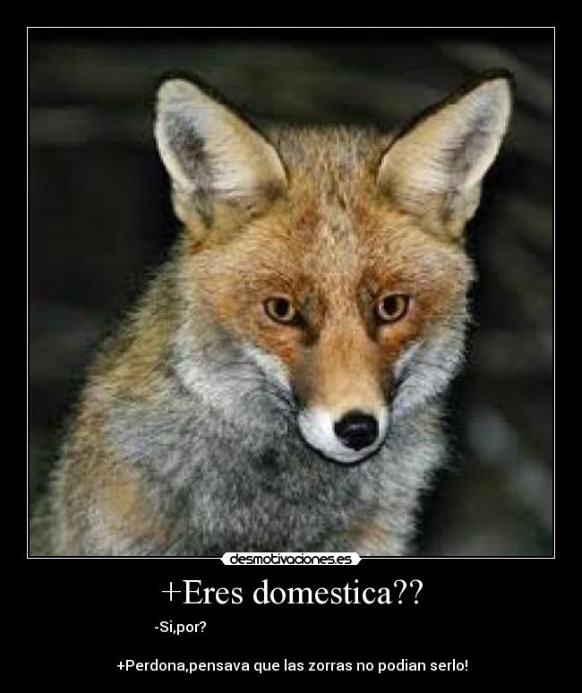 +Eres domestica?? - -Si,por?                                                              
                                                       
+Perdona,pensava que las zorras no podian serlo!