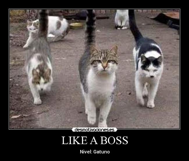LIKE A BOSS - Nivel: Gatuno