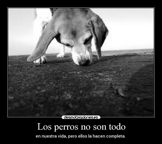 Los perros no son todo - en nuestra vida, pero ellos la hacen completa. ♥