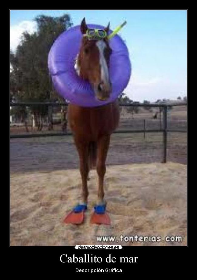 Caballito de mar - Descripción Gráfica