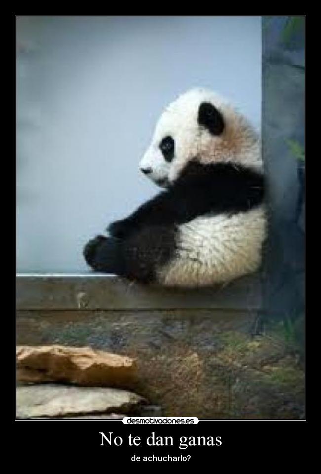 No te dan ganas - de achucharlo?