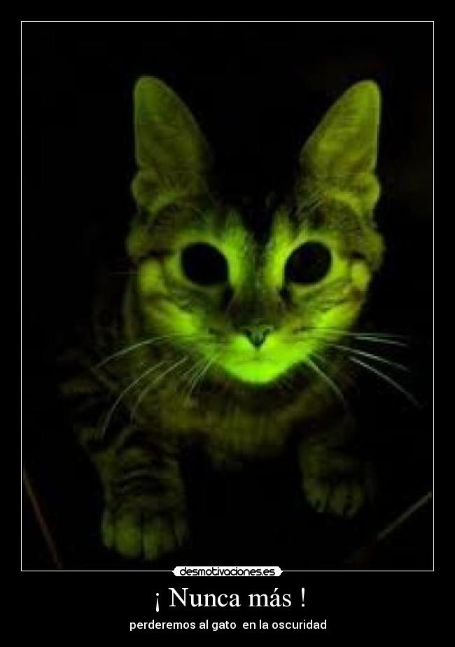 ¡ Nunca más ! - perderemos al gato en la oscuridad
