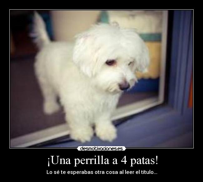 ¡Una perrilla a 4 patas! - Lo sé te esperabas otra cosa al leer el título...
