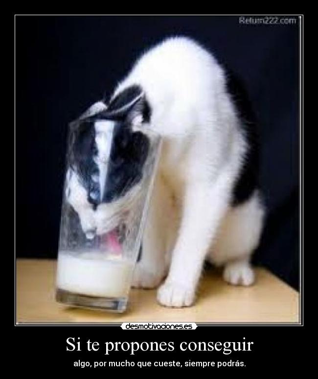 Si te propones conseguir - 