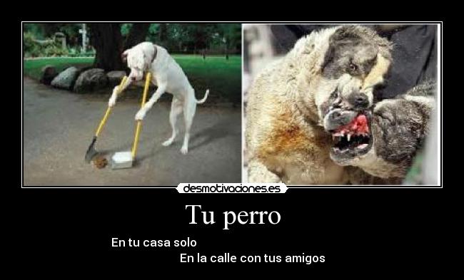 Tu perro - En tu casa solo En la calle con tus amigos