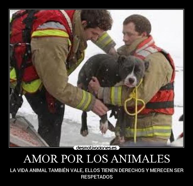 AMOR POR LOS ANIMALES - 