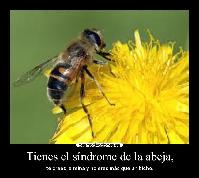 Tienes el síndrome de la abeja, - te crees la reina y no eres más que un bicho.