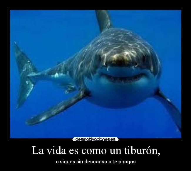 La vida es como un tiburón, -