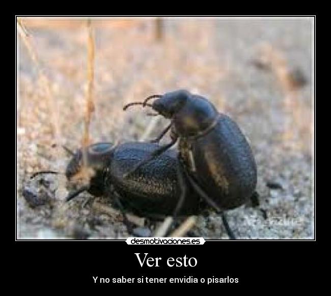 Ver esto - Y no saber si tener envidia o pisarlos