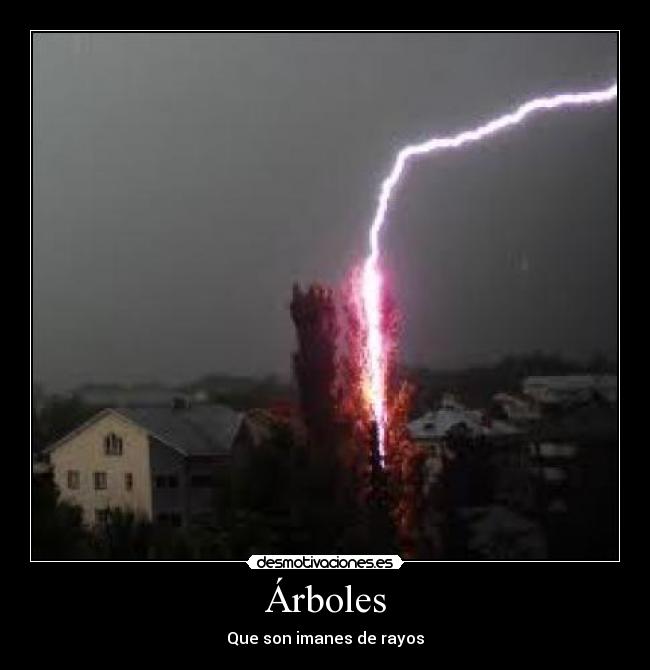 Árboles - Que son imanes de rayos